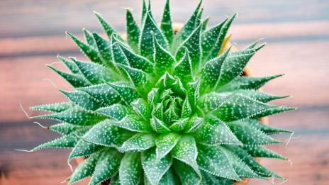 7 растения, които носят позитивна енергия в дома