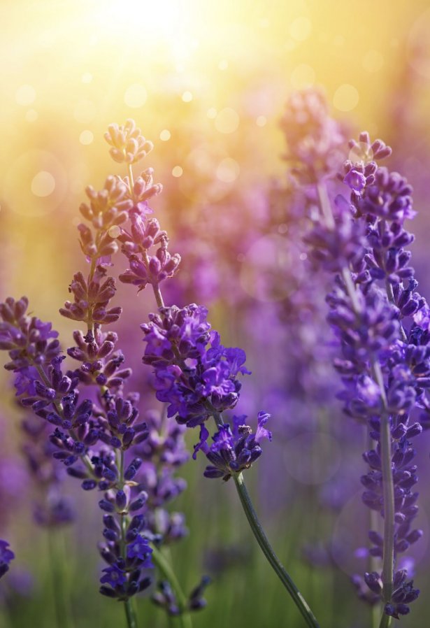Снимка: Istockphoto