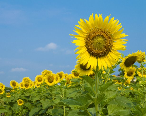 Източник: IStockphoto