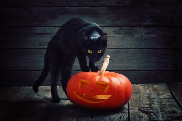 Снимка: Istock
