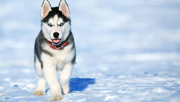 Снимка: Pexels