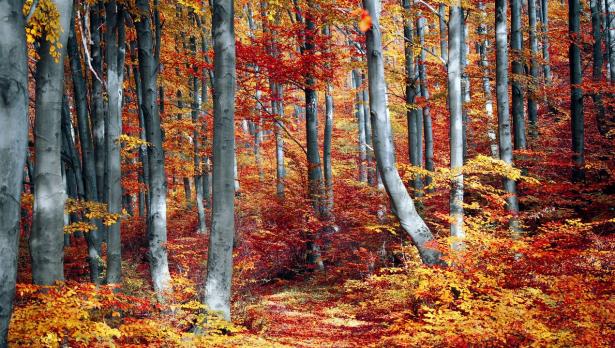 Снимка: Pexels