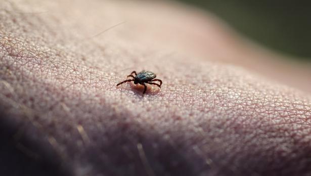 Снимка: iStock