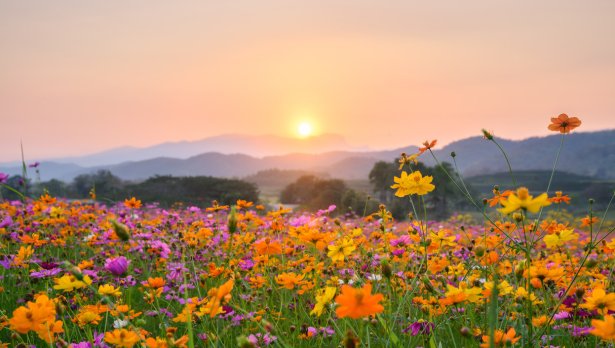 Снимка: Istock