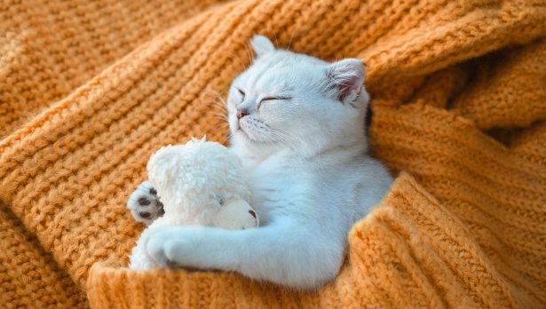 Снимка: IStock 