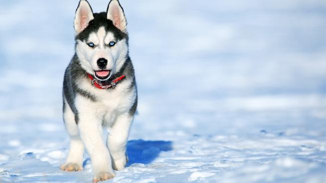 Кучето ви може да е стресирано заради вас