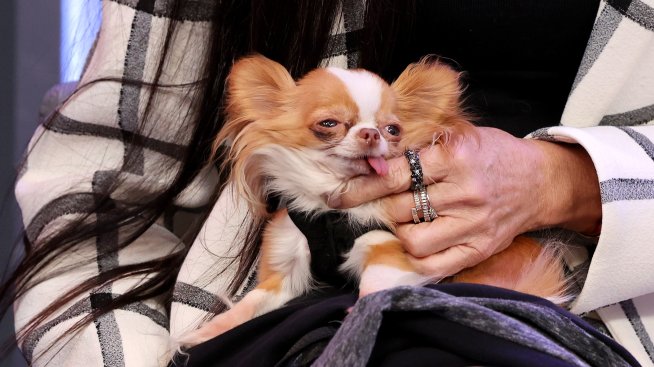 Различният Vogue – как най-известното модно списание превърна няколко кучета в звезди (СНИМКИ)