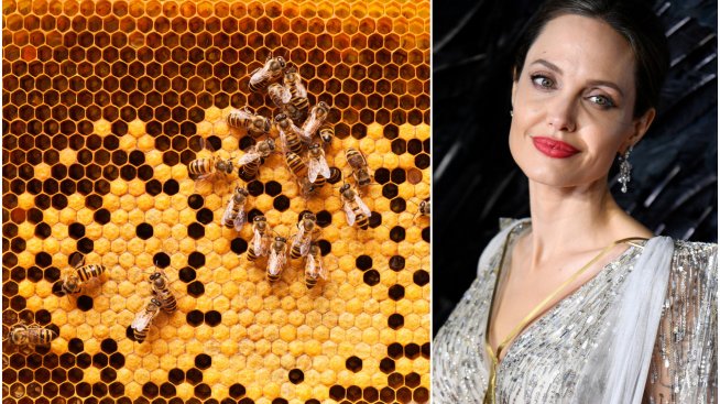 Изненада: Анджелина Джоли вади мед във Франция