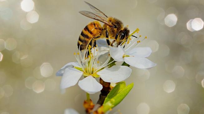 Радина Думанян с инициатива за пчелите