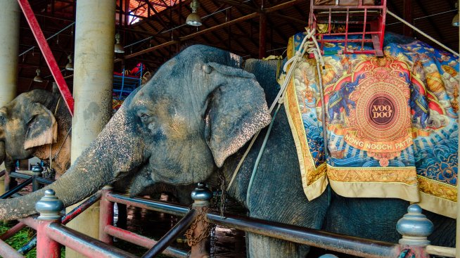 Датското правителство пенсионира и последните циркови слонове