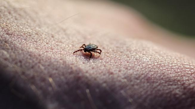 6 лесни стъпки за премахване на кърлеж