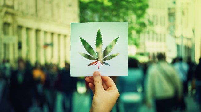 CBD експанзия по света и у нас – какво трябва да знаем за канабидиола