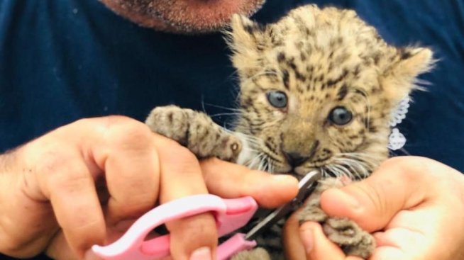 Спасителят на животните