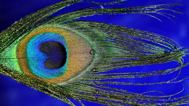 Око на син фон – тренд за плажни кърпи 