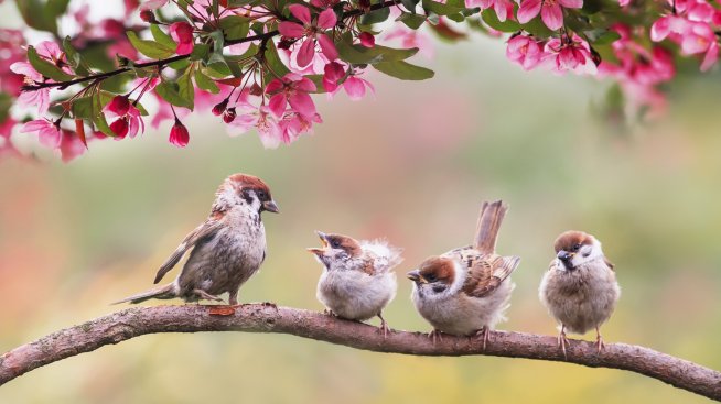 Месечен хороскоп за май – какво да очаква всяка зодия?