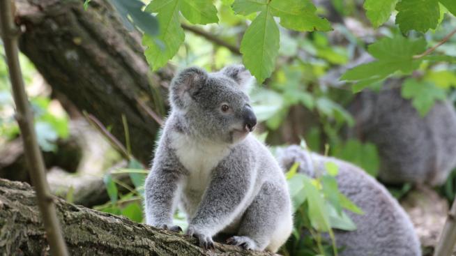 Светът плете за животните в Австралия