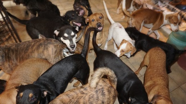 Жена прибра 97 кучета заради урагана Дориан