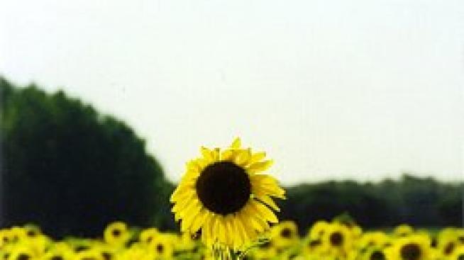 Яж и тръшкай вирусите