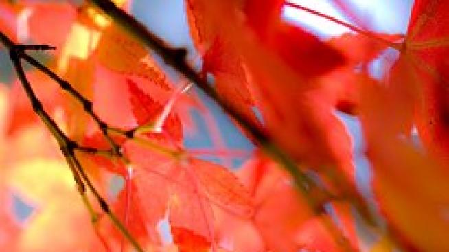 Everybody run*. На парти