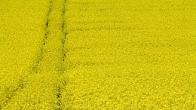 Не само от пролетта се киха