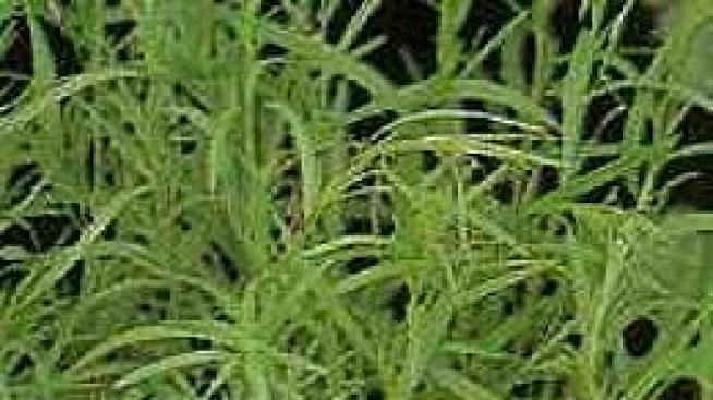 Магическа билка