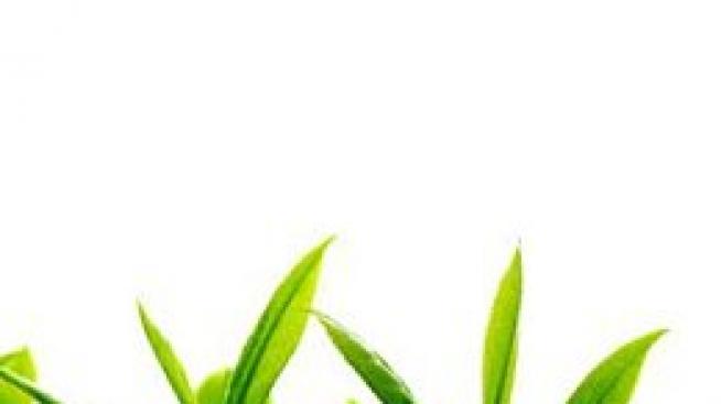 Зелен щит за кожата