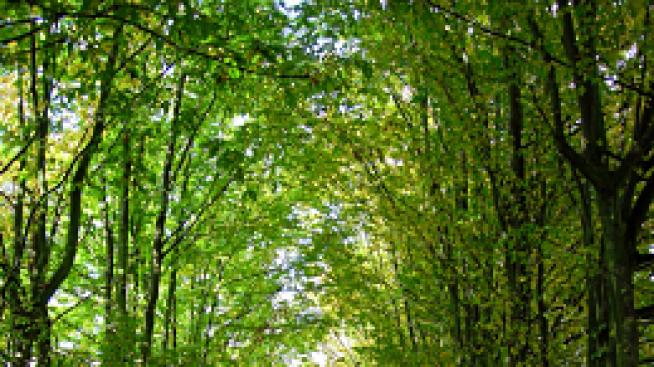 Градският въздух ни прави агресивни