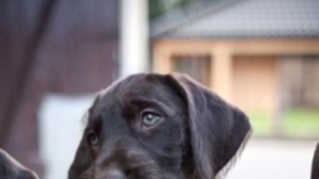 Искате ново гадже? Вземете си куче