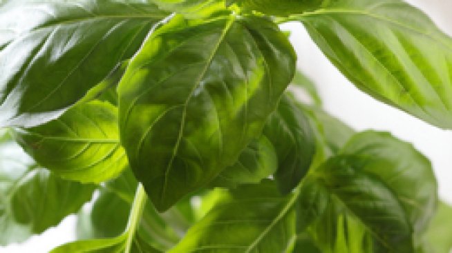 Тоник против акне с босилек