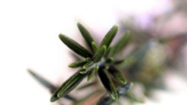 Розмаринът - един от най-могъщите природни лечители