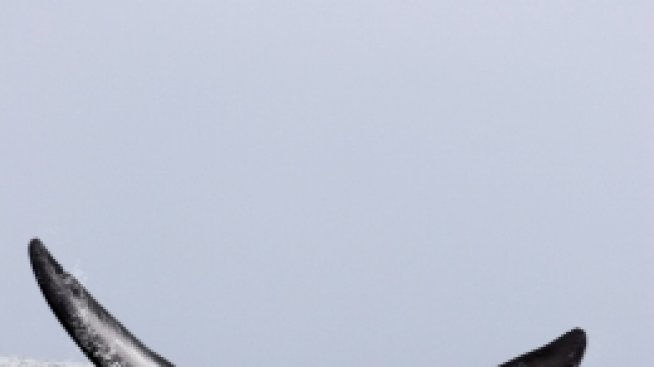 За китовете и хората