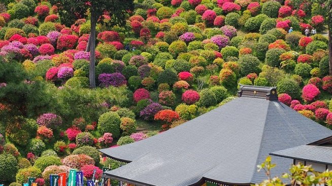 Приказните азалии на храма Шиофун Канон-Джи