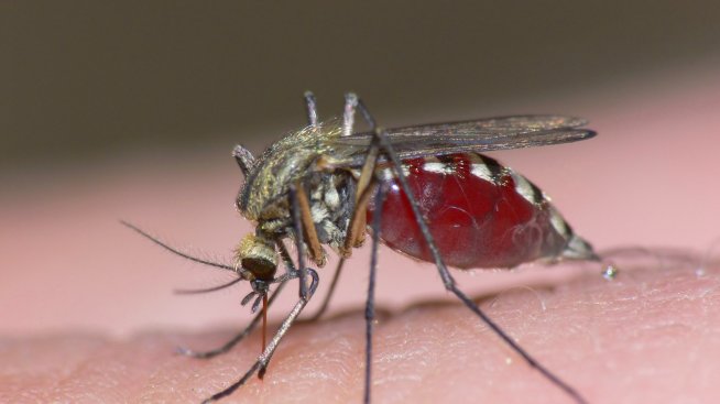 Направи си сам: Капан за комари