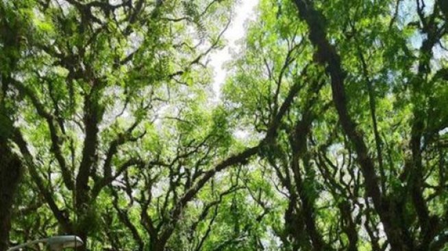 Коя е най-красивата улица в света