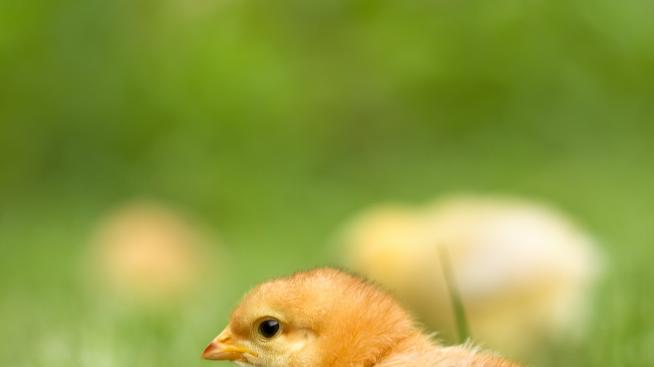 Благовещение е