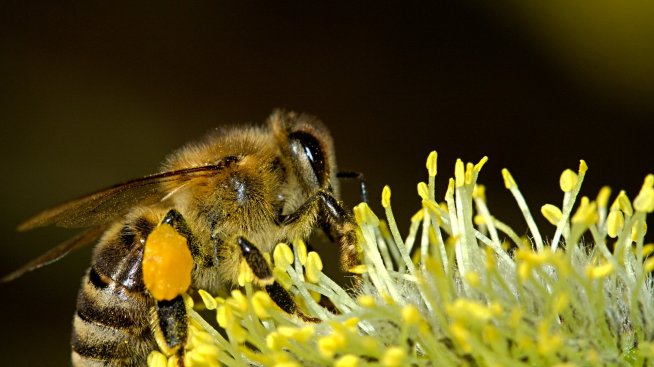 Холандия в дизайн: Нови спирки срещу смъртността на пчелите