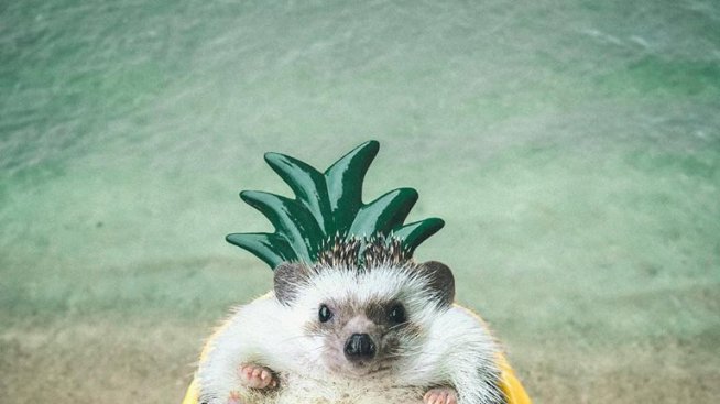 По стъпките на Поки: Таралежът, който обожава да пътува