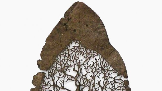 Есенните листа на метаморфозата