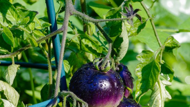 Лилавите домати имат редица ползи за здравето?