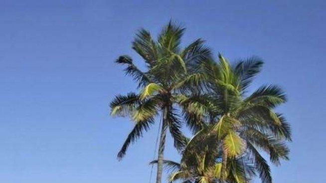 Живот в короната на дървото