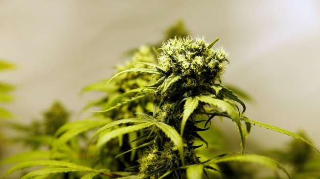 Пушачите на марихуана се познават по походката