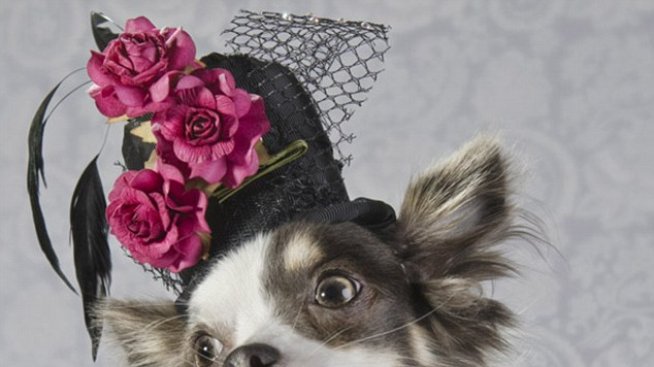 Кучета, достойни за Vogue