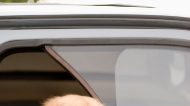 Пазете кучетата си в топлите дни!