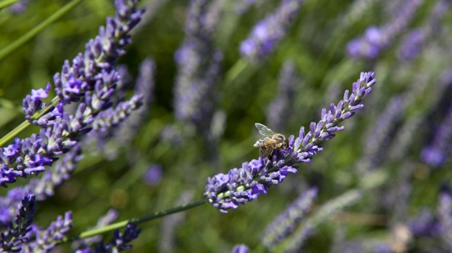 Лавандулата е по-ефективна от антидепресантите