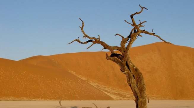 900 годишен гроб за акациеви дървета