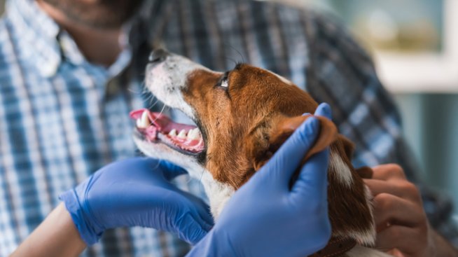 Кучешката любов може да ви разболее