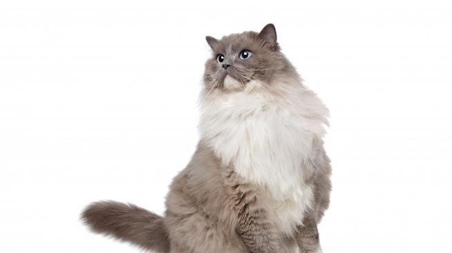 Google създаде „компютърен мозък“