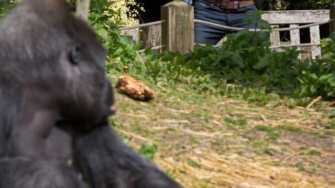 Новият Тарзан – Келън Луц не може да излезе от образ