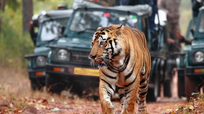 Най-добрите места за сафари в Африка
