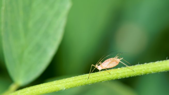 Буболечки, които поглъщаме с храната